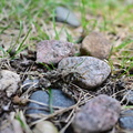 NZF 0001 (961 visits) NZF 0001